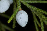 Eastern redcedar